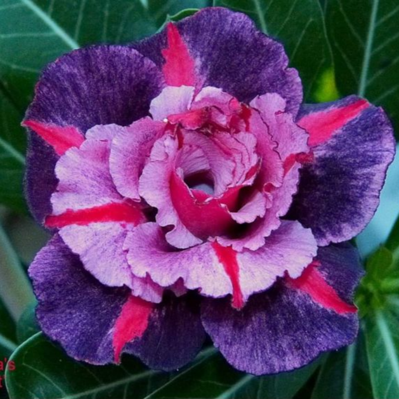 🔥Užauginkite „Desert Queen“ – dabar su nuolaida!🎁 😍Mėgsta žydėti, ilgai žydi 🌵 Dykumos rožė-LT