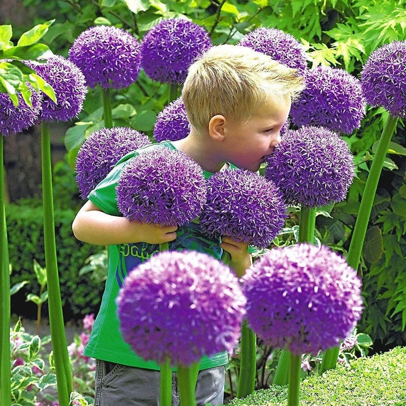 Allium Giganteum Ozdobny kwiat cebulowy