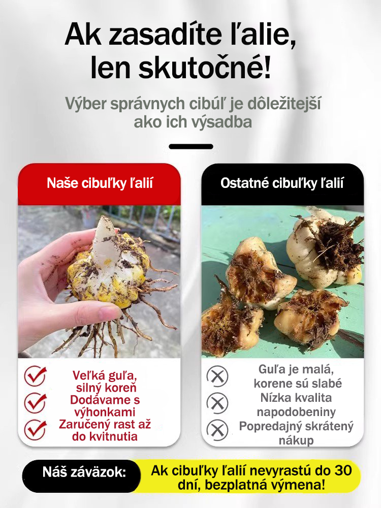 [Voňavejšie ako parfum]Cibuľky ľalií Four Seasons voňajú tisíce kilometrov ďaleko, kvitnú každý rok-SK