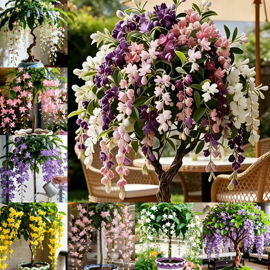 🌸【7 dni kiełkowania】Ostatni dzień zniżki do 50%💐Rzadkie cebulki kwiatów jaśminu płaczącego