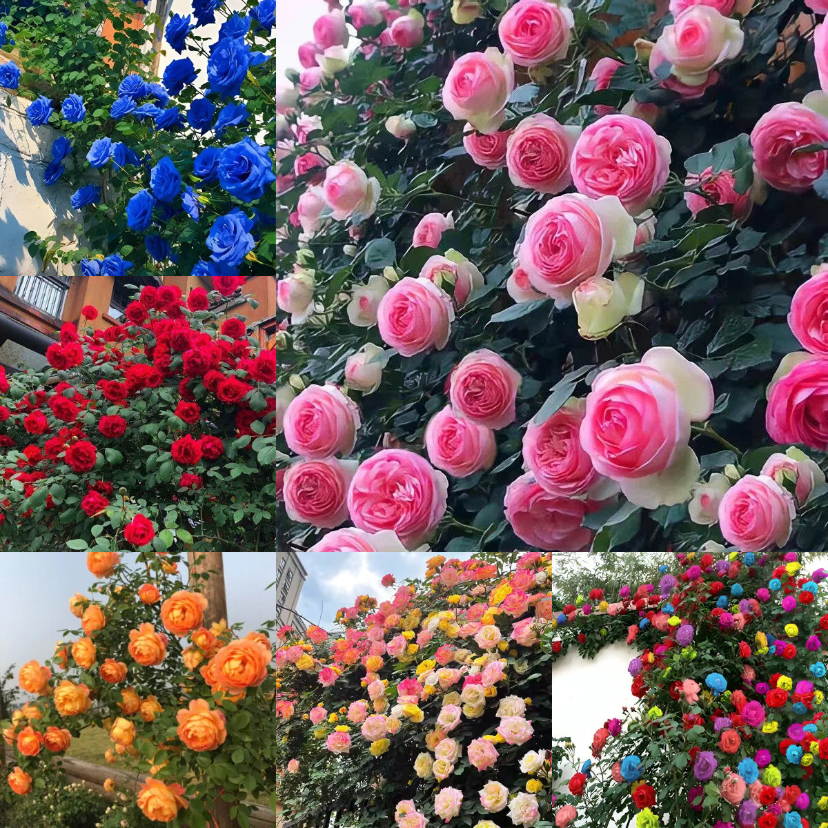 Nasiona róży pnącej🌹