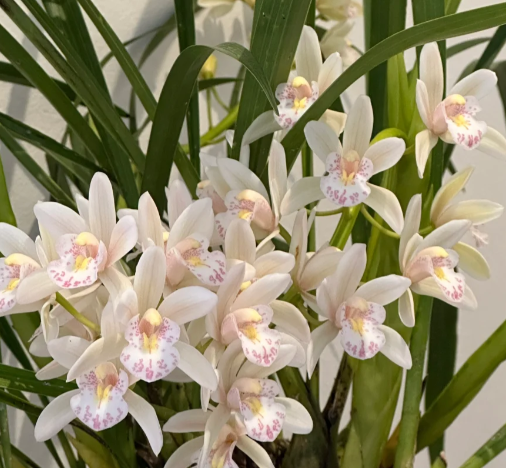 👑 Królowa Orchidei – Długowieczne Cebule Cymbidium