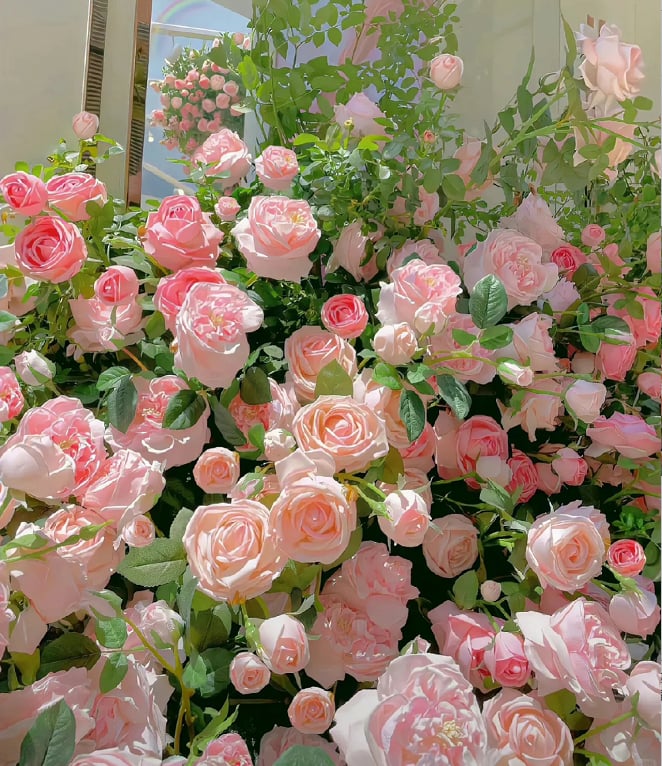 🌺 Σπόροι αναρριχώμενης τριανταφυλλιάς-LT 