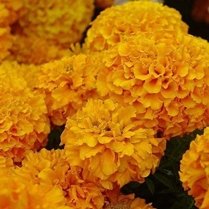 Hortenzijos sėklos: atraskite gamtos grožį-LT