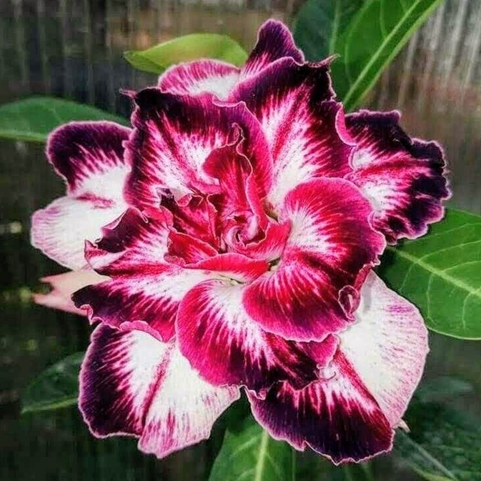 🎁Cebule róży pustynnej🌵Bardzo łatwa pielęgnacja! 🌸Cebule Adenium Obesum