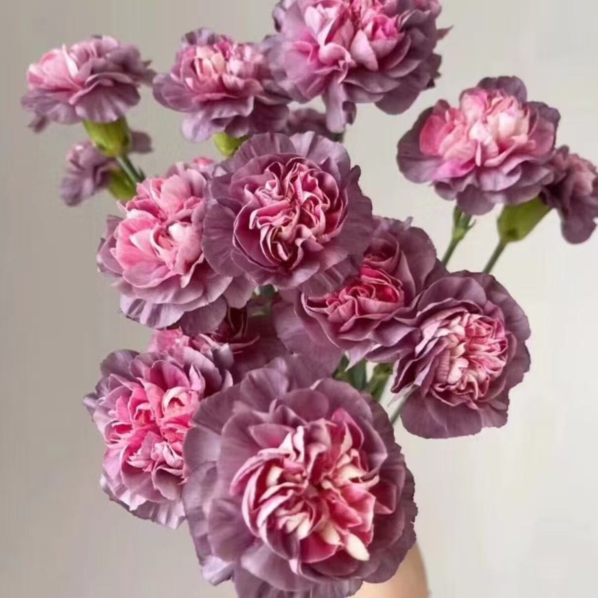 Zapachowy urok ogrodu – uprawiaj klasyczne goździki, które zachwycają o każdej porze roku🌺
