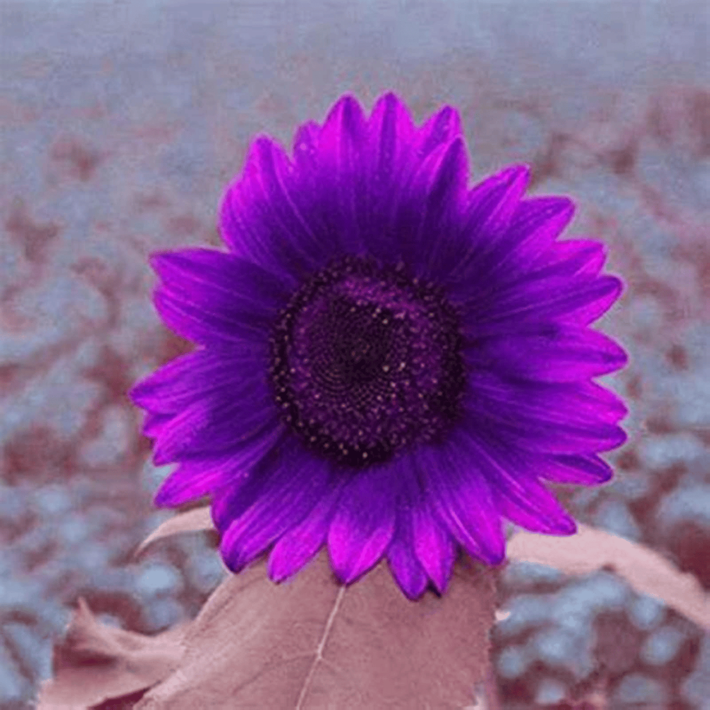 Ostatnie 8000 nasion💜 Nasiona słonecznika Midnight Sun Giant 🌻 Rzadka odmiana, która osiąga wysokość ponad 2,4 m