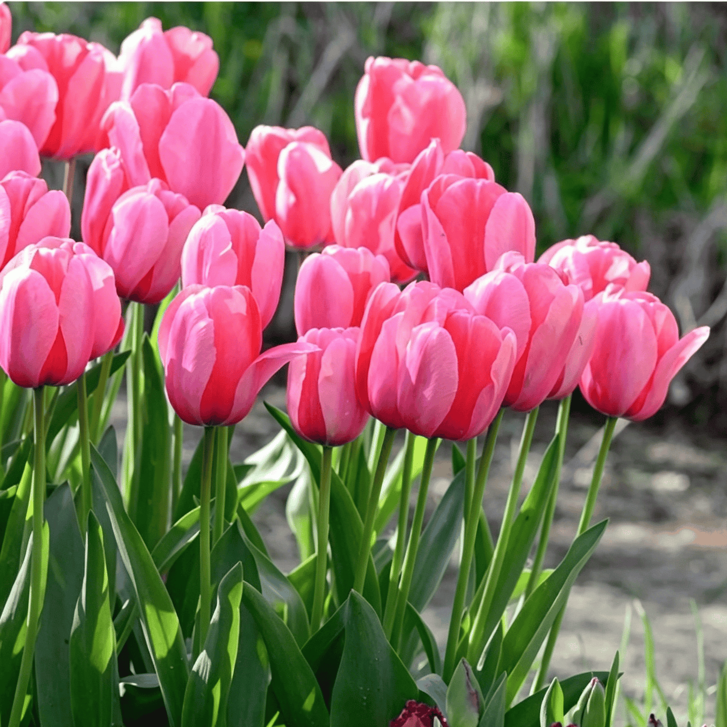 🌷Rzadkie nasiona tulipanów – kolorowe wiosenne kwiaty do doniczek, rabat i ogrodów