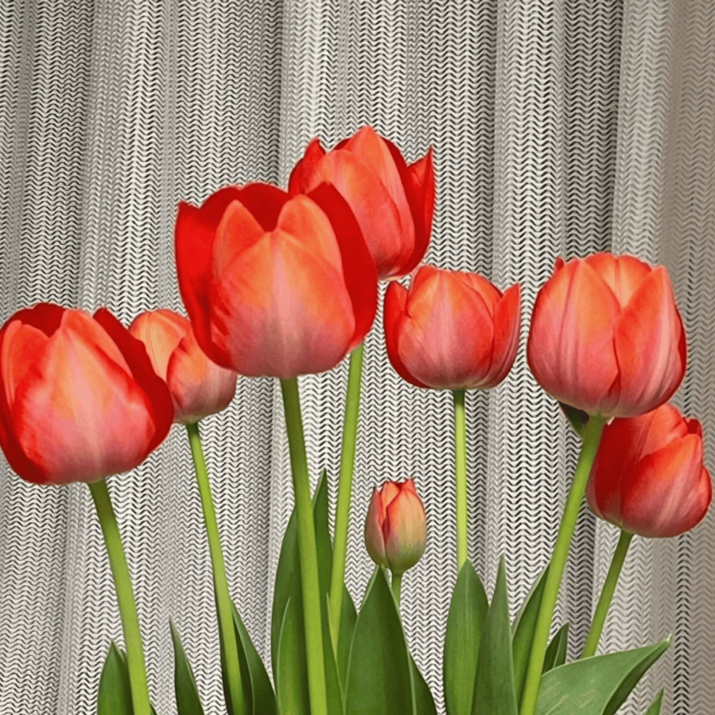 🌷Rzadkie nasiona tulipanów – kolorowe wiosenne kwiaty do doniczek, rabat i ogrodów