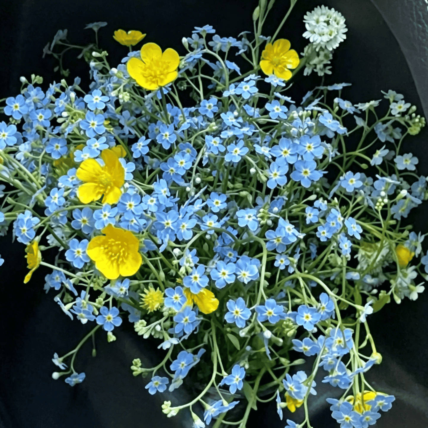 Nasiona niezapominajki Blue Memory – kwiaty do ogrodu wiejskiego o sprawdzonej jakości 🌿💙