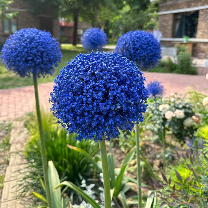 Allium Giganteum Ozdobny kwiat cebulowy