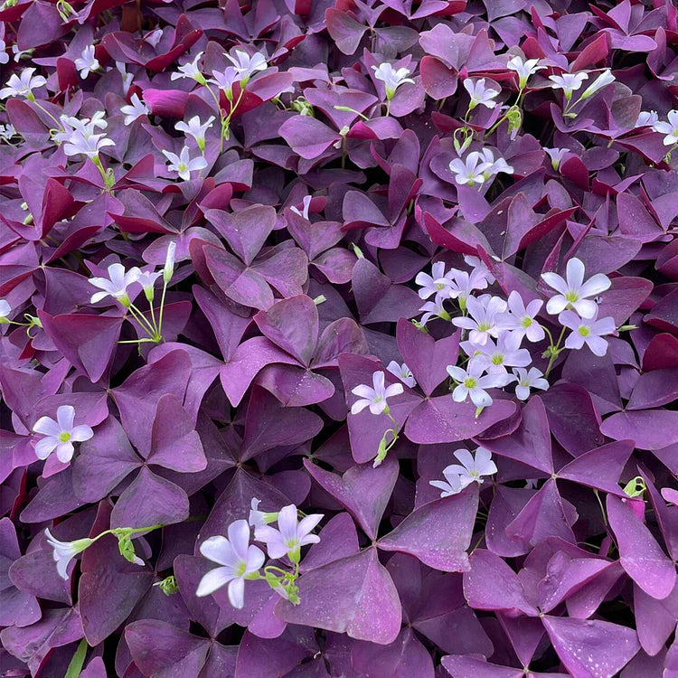 💜Cebule szczawika Purple Luck