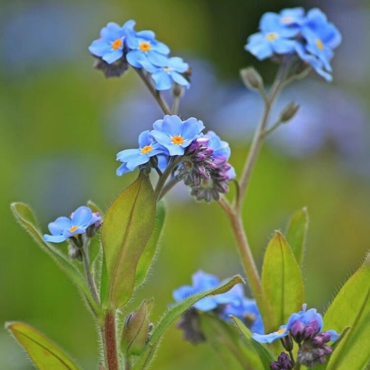Nasiona niezapominajki Blue Memory – kwiaty do ogrodu wiejskiego o sprawdzonej jakości 🌿💙