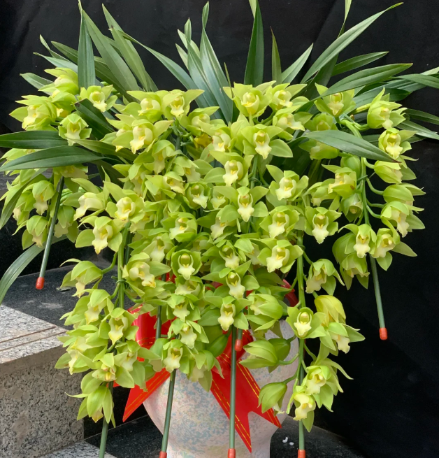 👑 Królowa Orchidei – Długowieczne Cebule Cymbidium