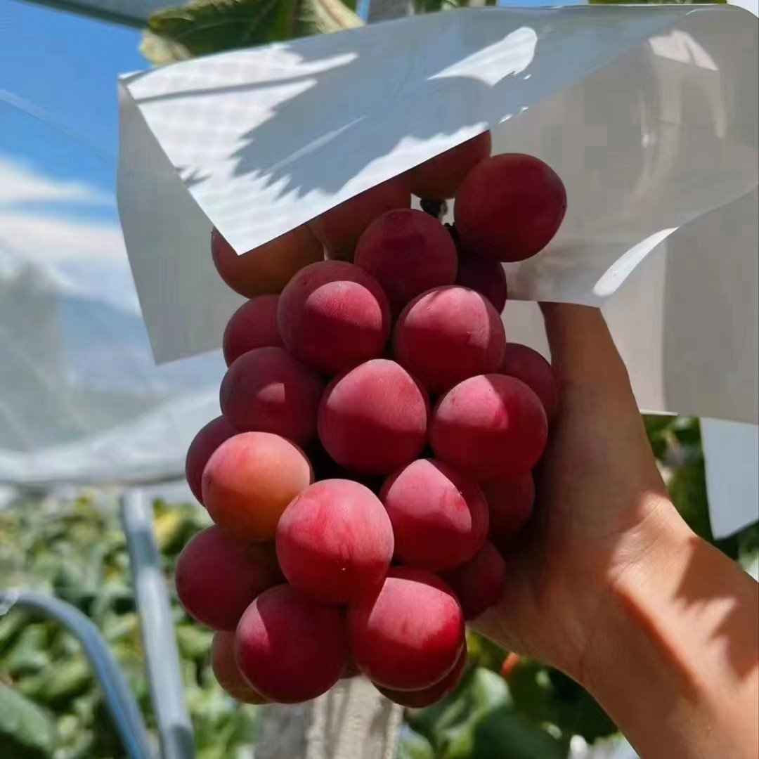 Nowa, limitowana odmiana – nasiona winogron Queen Nina dla słodkich, soczystych zbiorów ogrodowych 🍇