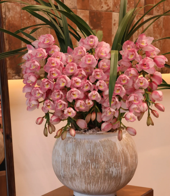 👑 Królowa Orchidei – Długowieczne Cebule Cymbidium
