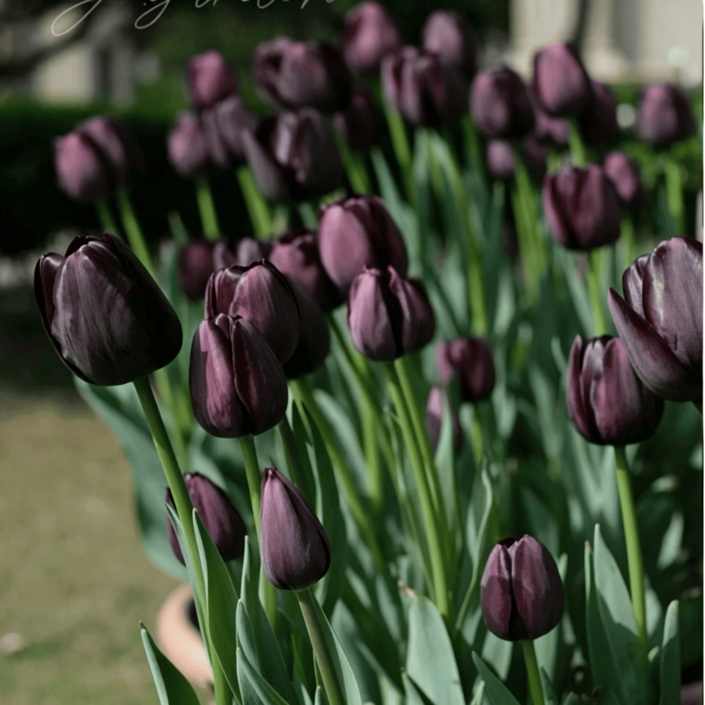 🌷Rzadkie nasiona tulipanów – kolorowe wiosenne kwiaty do doniczek, rabat i ogrodów