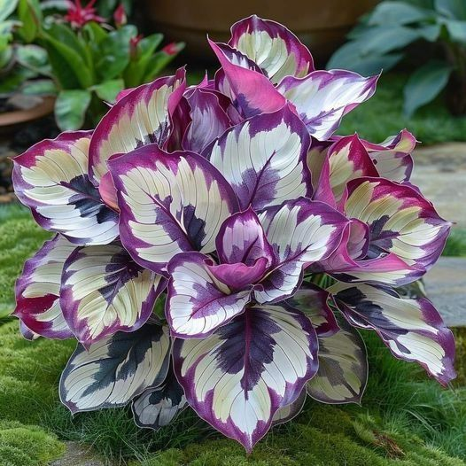 🌿 Spalvingos hostų sėklos – pavėsio karalius sode! 🌿-LT