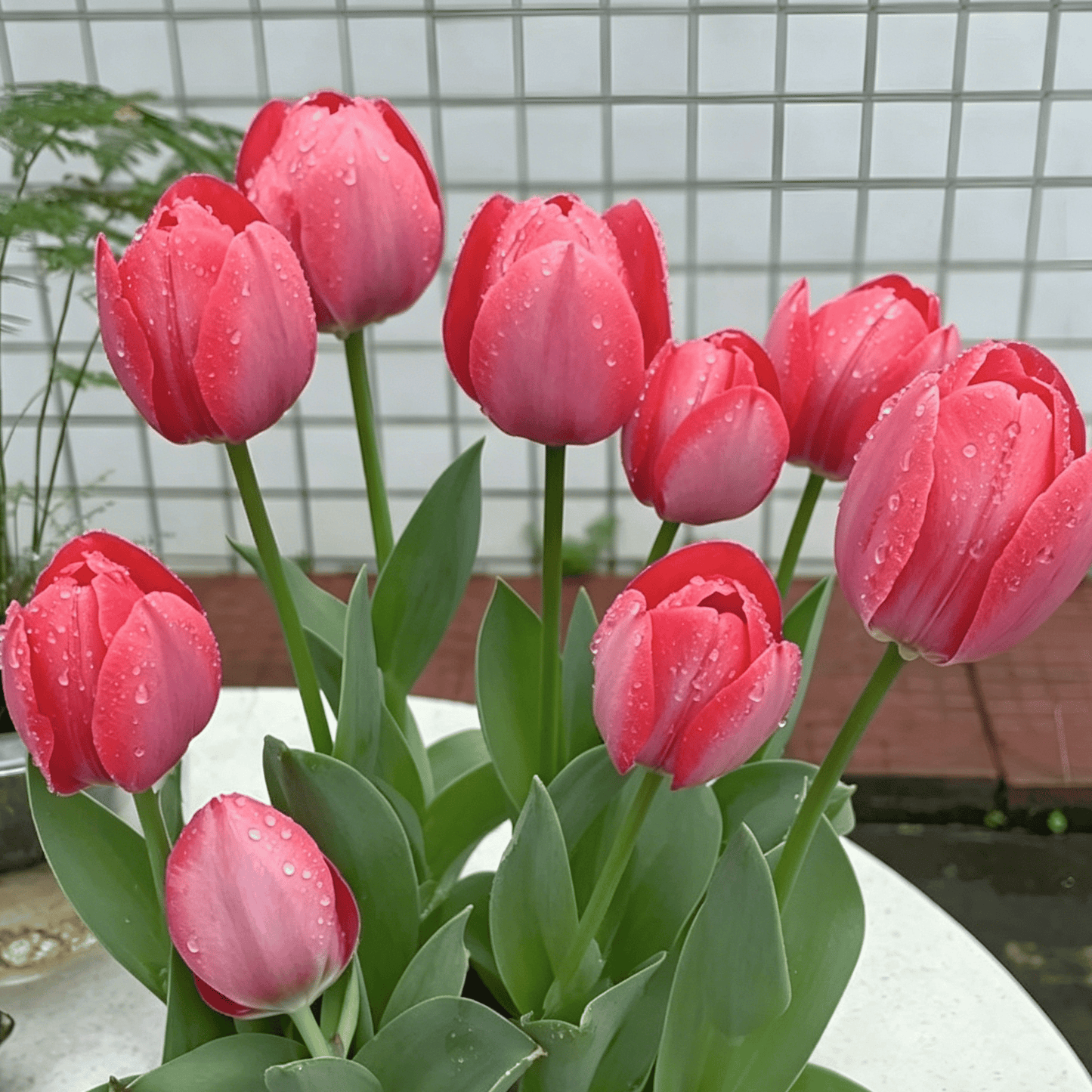 🌷Rzadkie nasiona tulipanów – kolorowe wiosenne kwiaty do doniczek, rabat i ogrodów