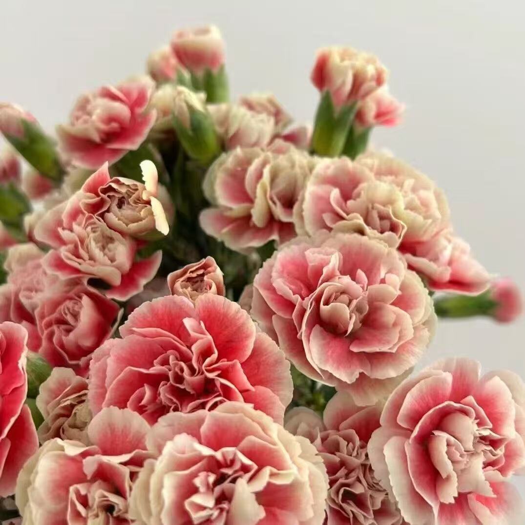 Zapachowy urok ogrodu – uprawiaj klasyczne goździki, które zachwycają o każdej porze roku🌺