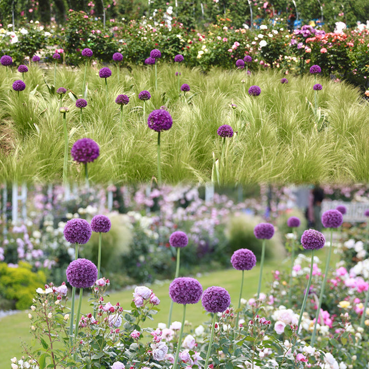 Allium Giganteum Ozdobny kwiat cebulowy