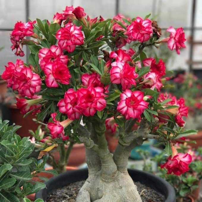 🎁Cebule róży pustynnej🌵Bardzo łatwa pielęgnacja! 🌸Cebule Adenium Obesum