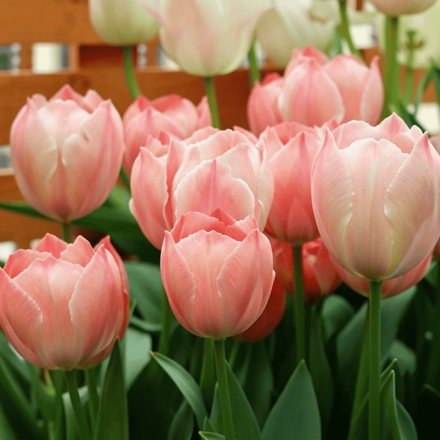 🌷Rzadkie nasiona tulipanów – kolorowe wiosenne kwiaty do doniczek, rabat i ogrodów