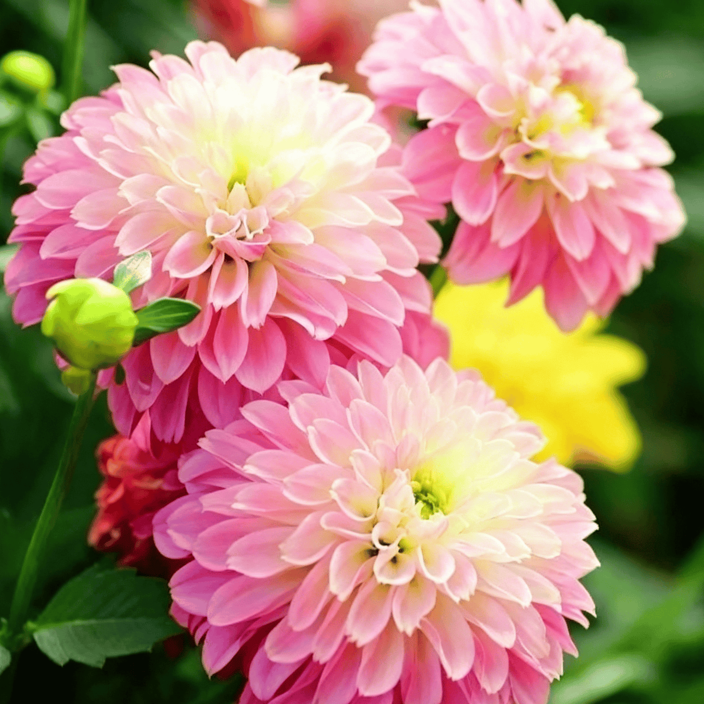 Nasiona dalii Garden Showstopper – duże, kolorowe kwiaty, które skradły show
