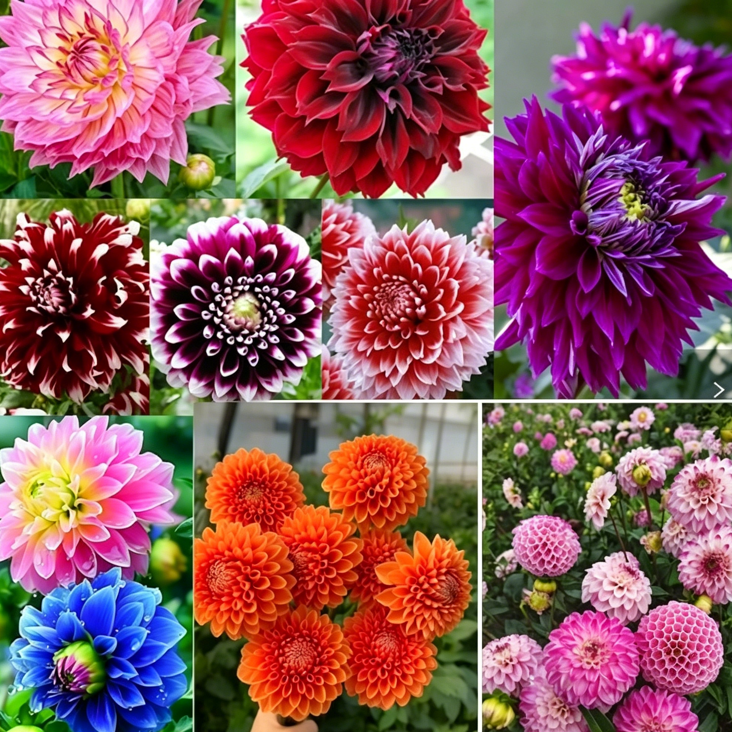 Nasiona dalii Garden Showstopper – duże, kolorowe kwiaty, które skradły show