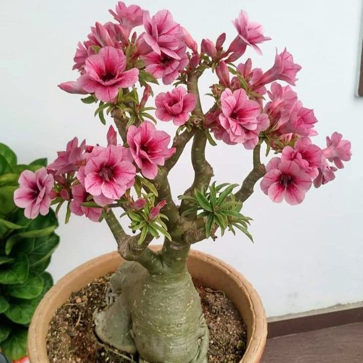 🎁Cebule róży pustynnej🌵Bardzo łatwa pielęgnacja! 🌸Cebule Adenium Obesum