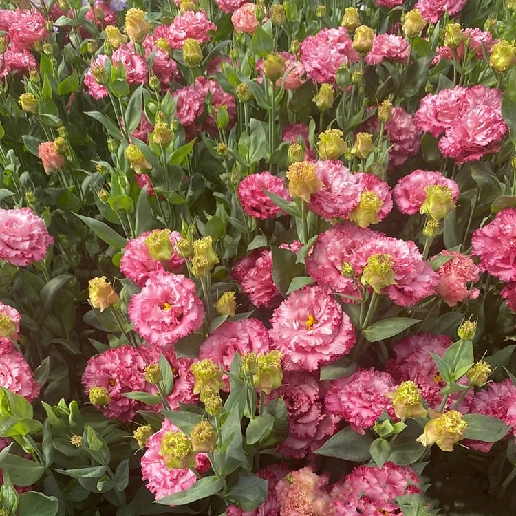 🔥Paskutinė išpardavimo diena💝Eustoma bespygliuočių rožė💐Lisianthus sėklos-LT