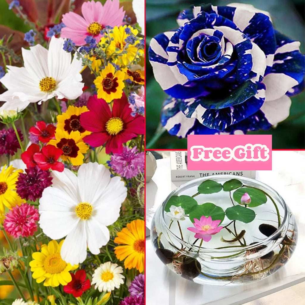 🔥Paskutinė išpardavimo diena💐Mišrių daugiamečių gėlių sėklos - daugiau nei 60 mišrių veislių-LT