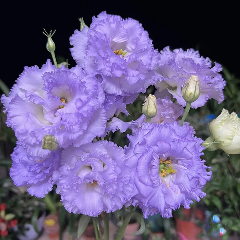 🔥Ostatni dzień wyprzedaży💝Eustoma Thornless Rose💐Lisianthus Seeds