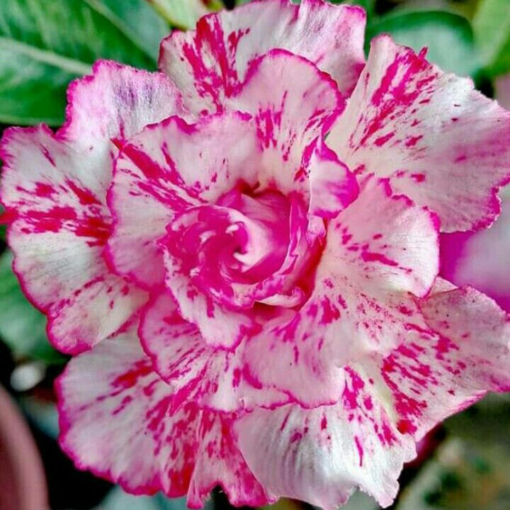 🎁Cebule róży pustynnej🌵Bardzo łatwa pielęgnacja! 🌸Cebule Adenium Obesum