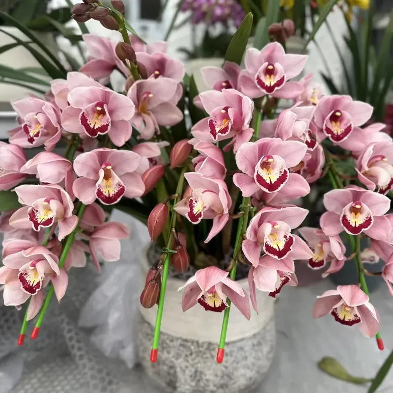 👑 Królowa Orchidei – Długowieczne Cebule Cymbidium