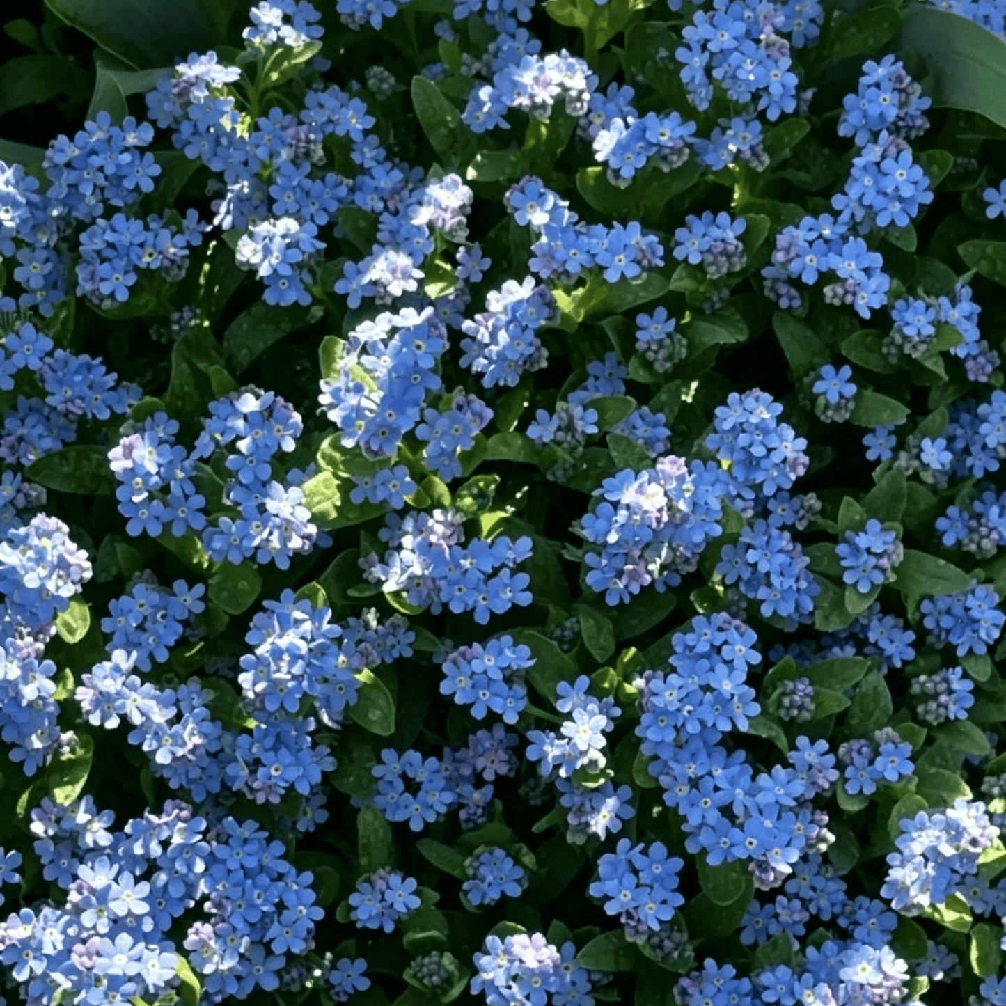 Nasiona niezapominajki Blue Memory – kwiaty do ogrodu wiejskiego o sprawdzonej jakości 🌿💙
