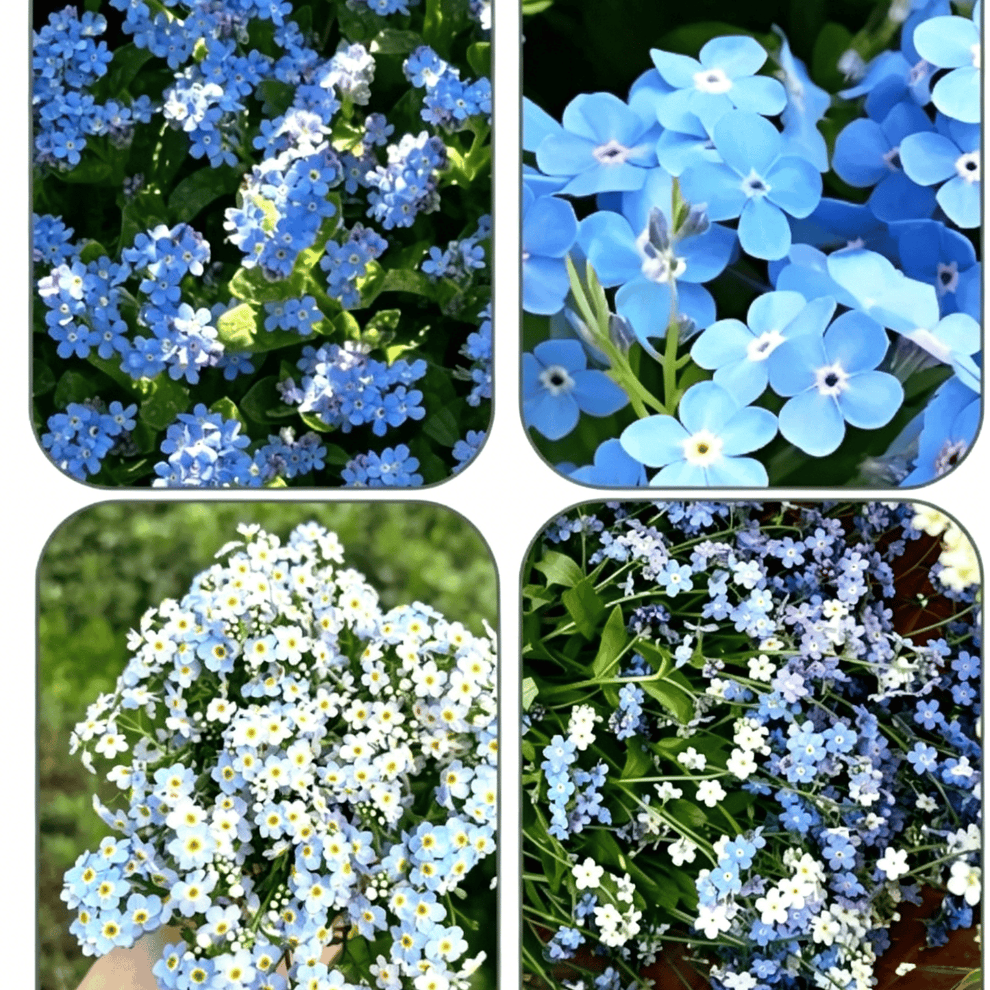 Nasiona niezapominajki Blue Memory – kwiaty do ogrodu wiejskiego o sprawdzonej jakości 🌿💙