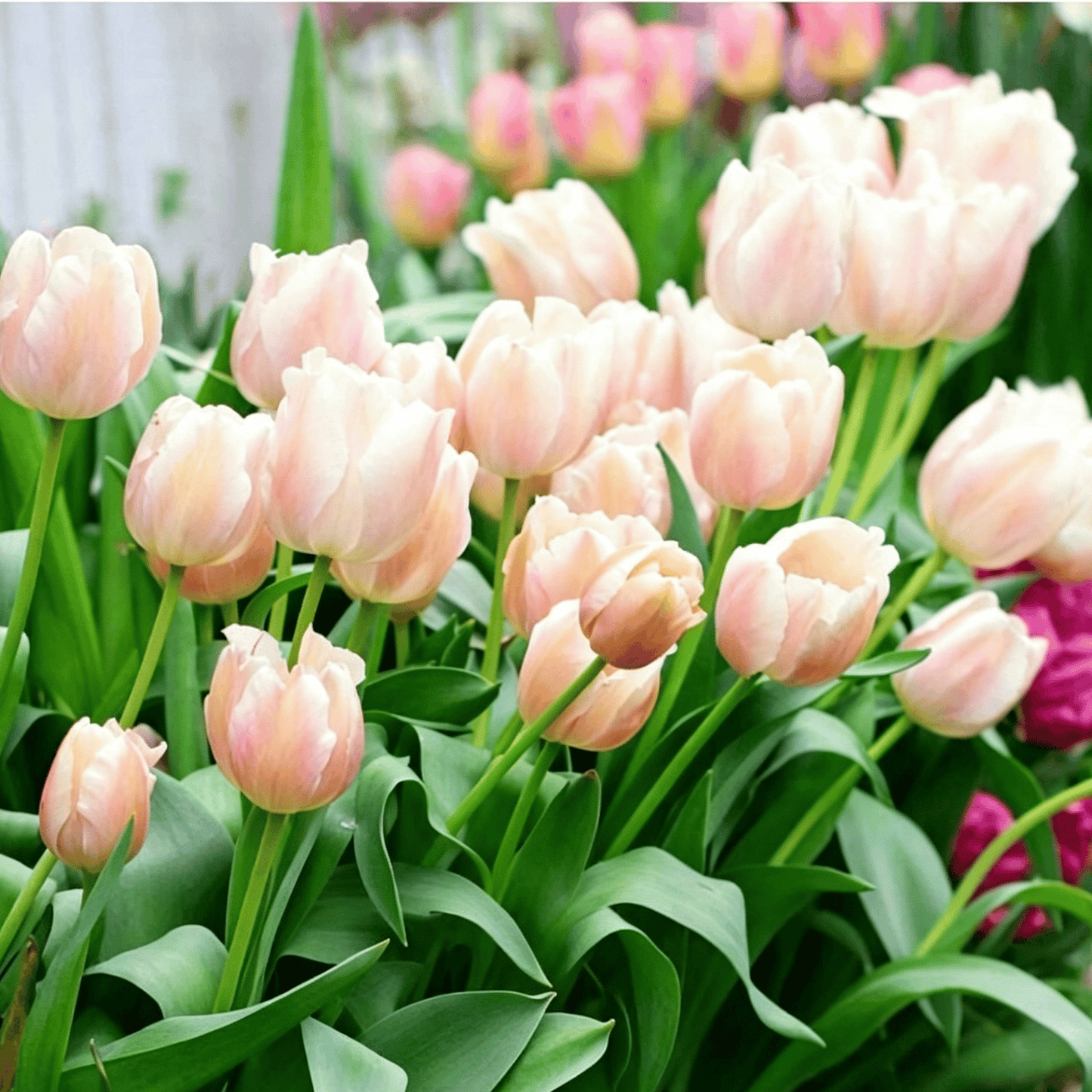 🌷Rzadkie nasiona tulipanów – kolorowe wiosenne kwiaty do doniczek, rabat i ogrodów