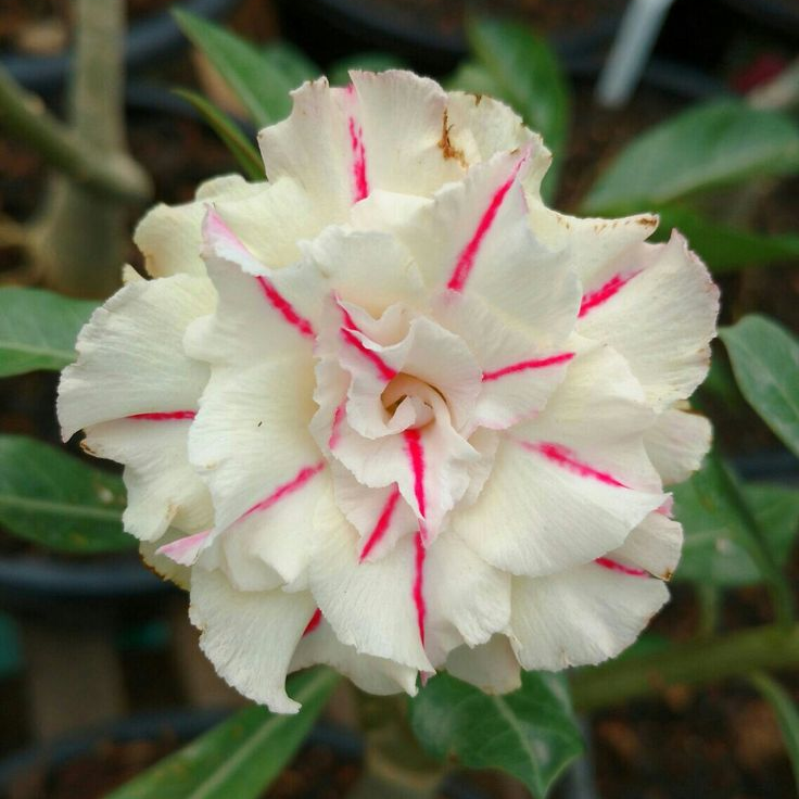🎁Cebule róży pustynnej🌵Bardzo łatwa pielęgnacja! 🌸Cebule Adenium Obesum
