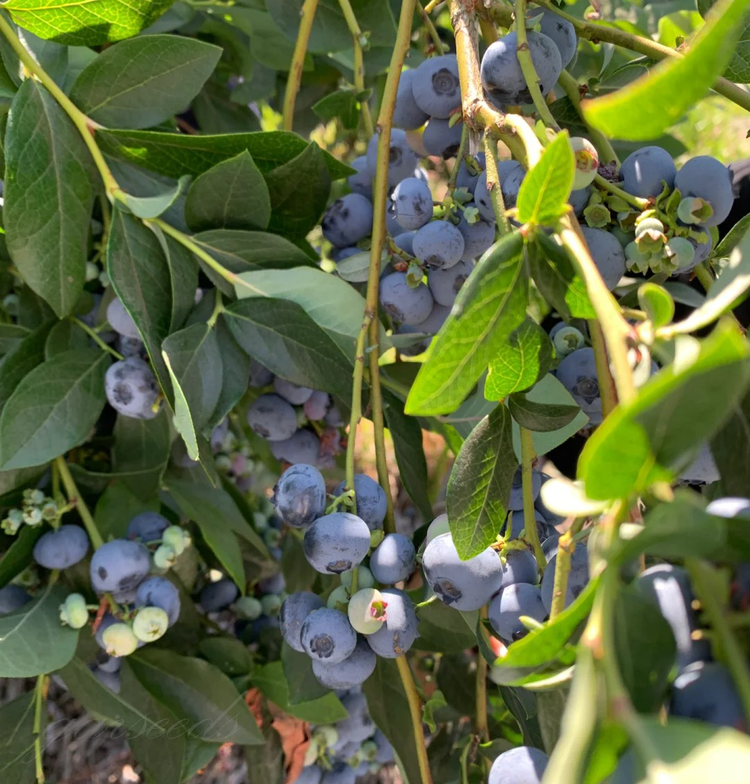 Σπόροι βατόμουρου (υψηλής απόδοσης) - LT