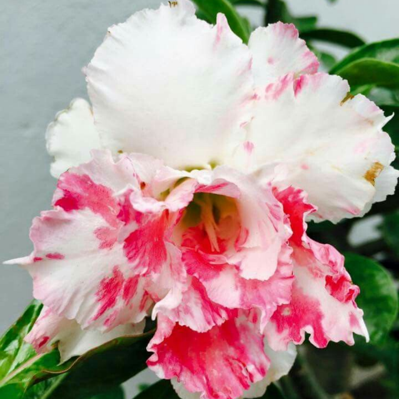 🔥Užauginkite „Desert Queen“ – dabar su nuolaida!🎁 😍Mėgsta žydėti, ilgai žydi 🌵 Dykumos rožė-LT