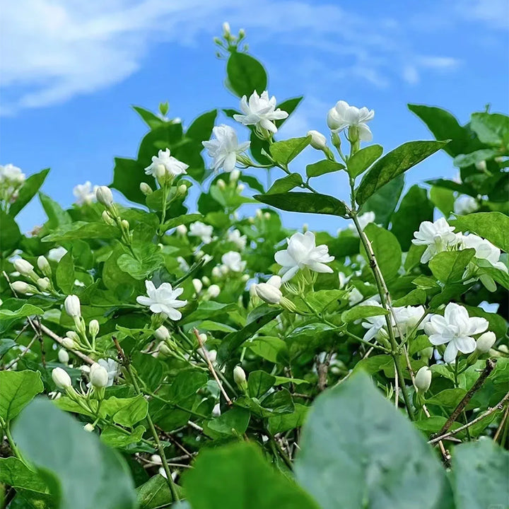 OSTATNI DZIEŃ PROMOCJI - 35% ZNIŻKI 🌸 Roślina doniczkowa Jaśmin (🌱Gwarancja przetrwania: Darmowa wymiana🌿)