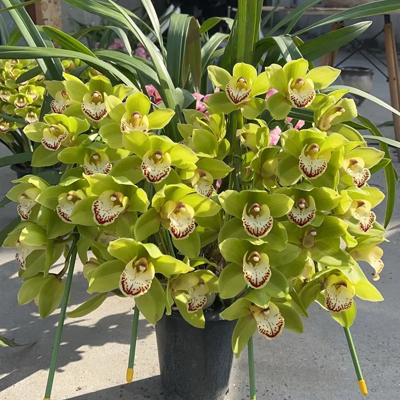 👑 Królowa Orchidei – Długowieczne Cebule Cymbidium