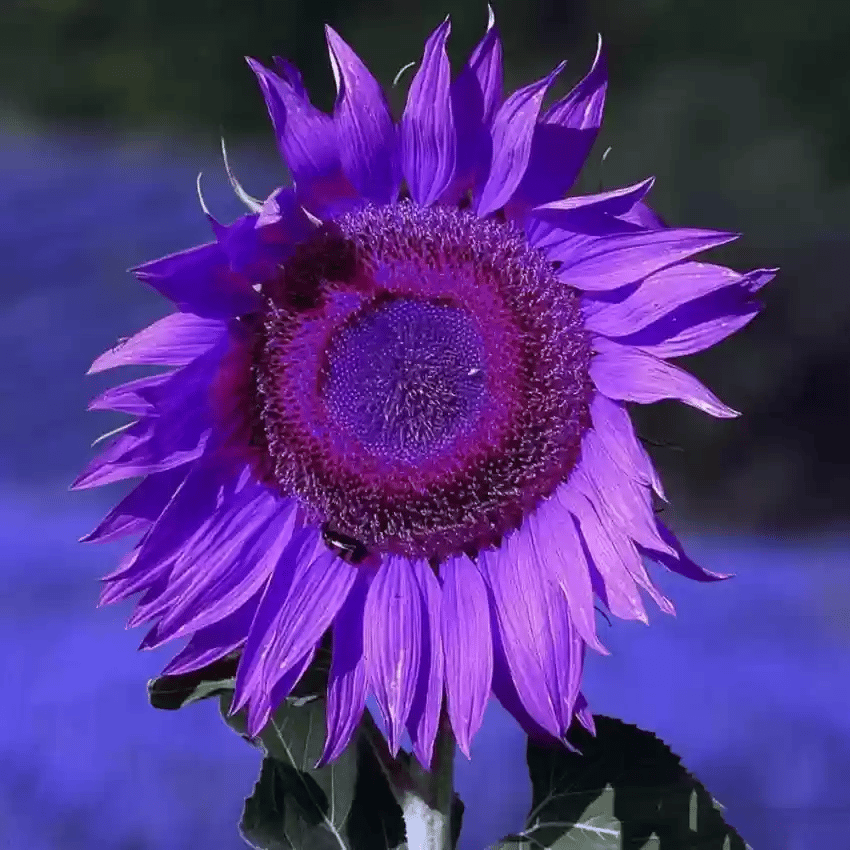 Ostatnie 8000 nasion💜 Nasiona słonecznika Midnight Sun Giant 🌻 Rzadka odmiana, która osiąga wysokość ponad 2,4 m