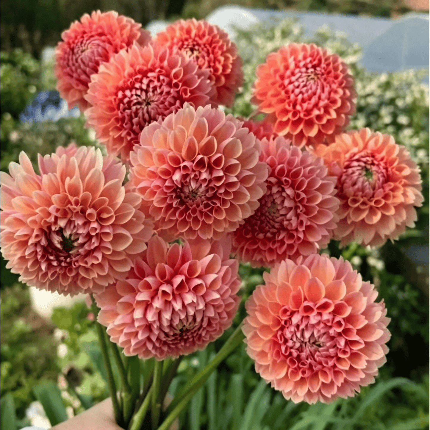 Nasiona dalii Garden Showstopper – duże, kolorowe kwiaty, które skradły show