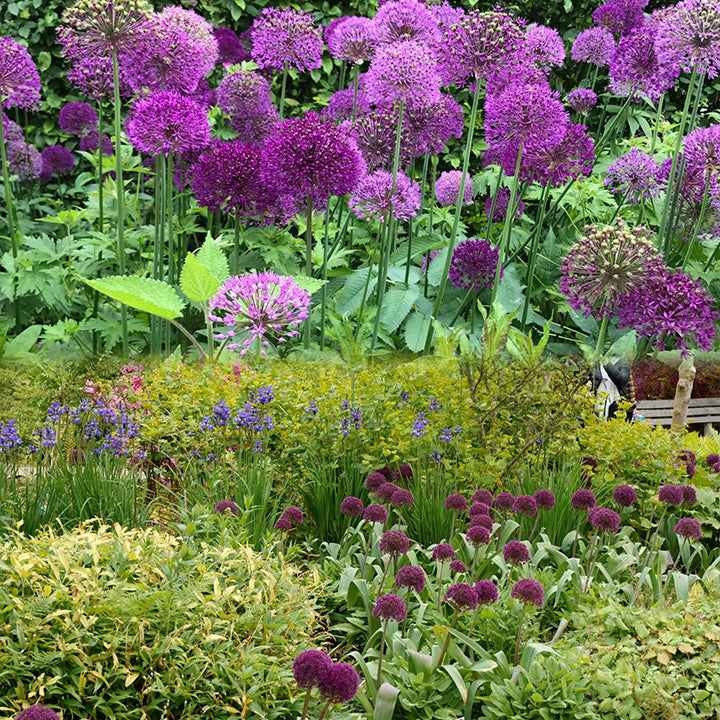 Allium Giganteum Ozdobny kwiat cebulowy