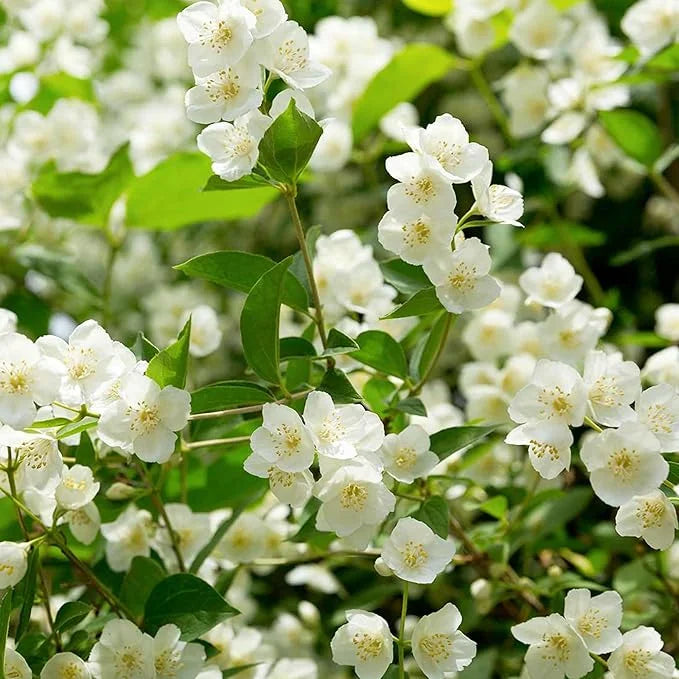 OSTATNI DZIEŃ PROMOCJI - 35% ZNIŻKI 🌸 Roślina doniczkowa Jaśmin (🌱Gwarancja przetrwania: Darmowa wymiana🌿)