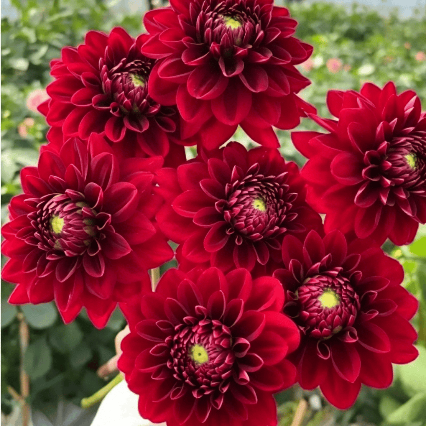 Nasiona dalii Garden Showstopper – duże, kolorowe kwiaty, które skradły show