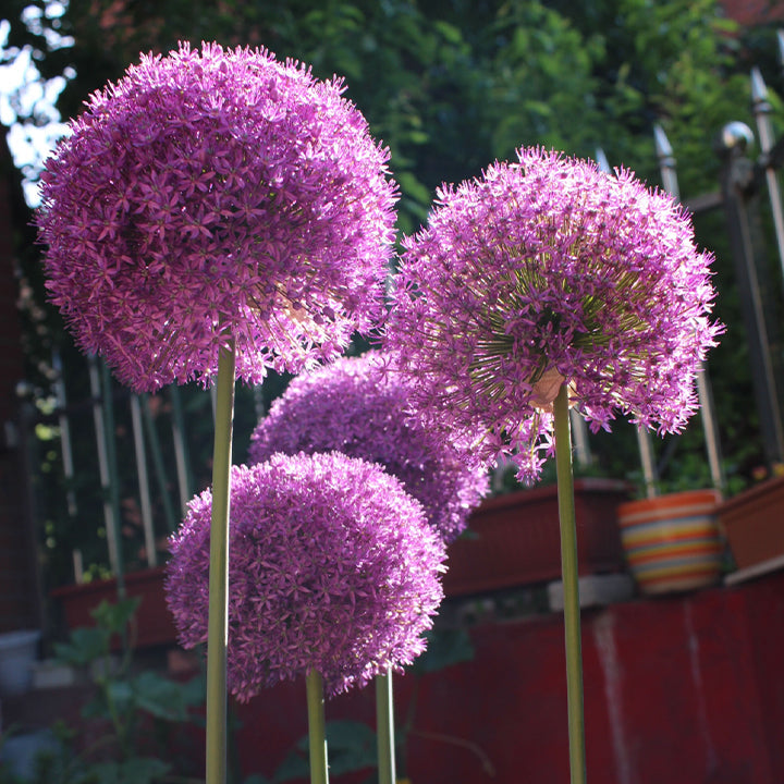 Allium Giganteum Ozdobny kwiat cebulowy