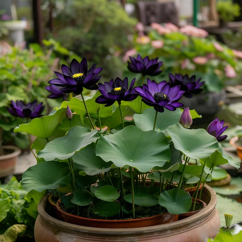 💮Nasiona lotosu Midnight Purple